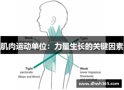 肌肉运动单位：力量生长的关键因素